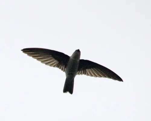 File:AerodramusFuciphagus.LipKee.jpg