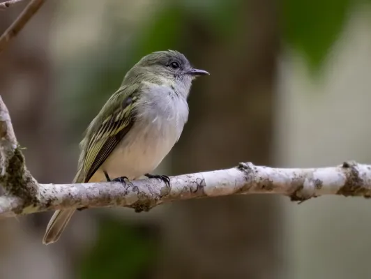 File:Myiopagis caniceps - Grey elaenia; Tremembé, São Paulo, Brazil.jpg