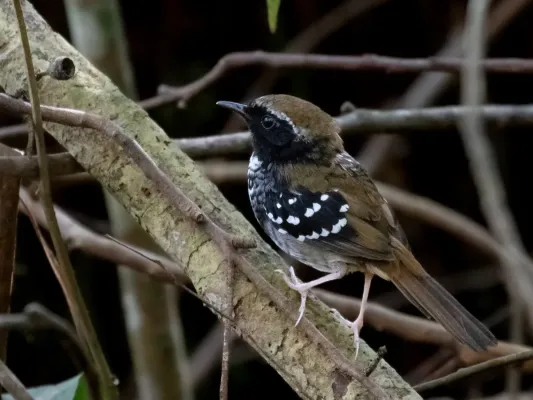 File:Myrmoderus squamosus - Squamate antbird (male); Tremembé, São Paulo, Brazil.jpg