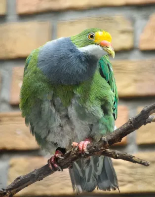 File:Ptilinopus aurantiifrons -Berlin Zoo-8a.jpg