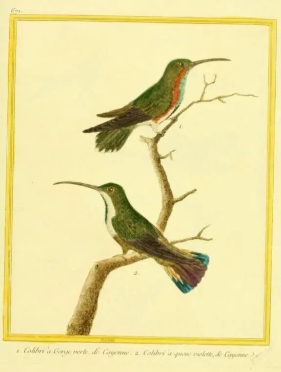 File:Anthracothorax viridigula.jpg