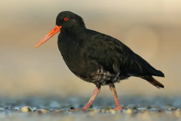 File:Haematopus unicolor - Point Chevalier.jpg