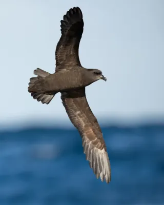 File:Pterodroma macroptera - SE Tasmania 2019.jpg