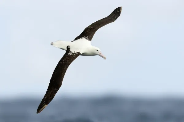 File:Diomedea sanfordi - SE Tasmania 2019.jpg