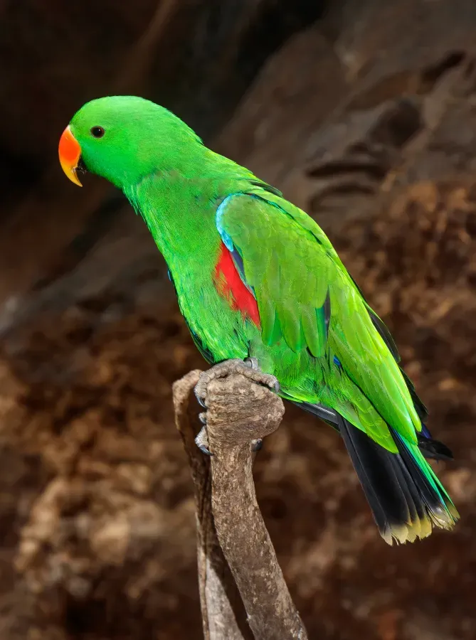File:Eclectus roratus - Maroparque 01.jpg