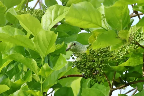 File:Ptilinopus ponapensis imported from iNaturalist 27 May 2019.jpg