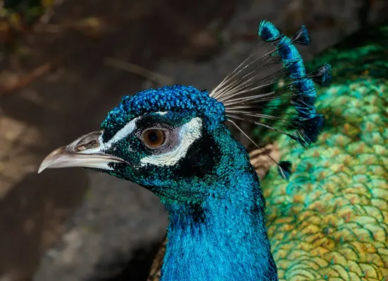 File:Pavo cristatus - Maroparque 01.jpg