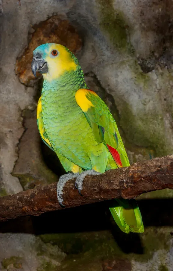 File:Amazona aestiva - Maroparque 01.jpg