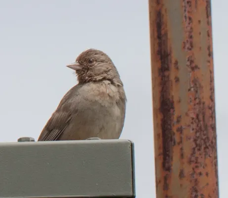 File:California Towhee (Melozone crissalis).jpg