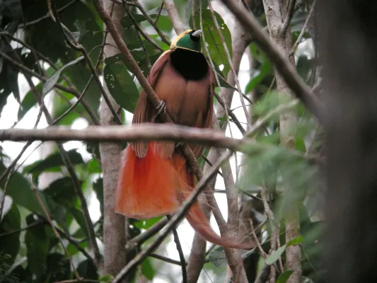File:Paradisaea raggiana -Papua New Guinea-8.jpg