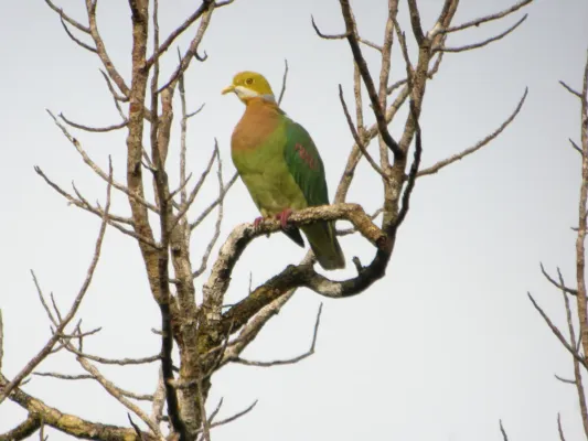File:Ptilinopus perlatus -Papua New Guinea-8.jpg