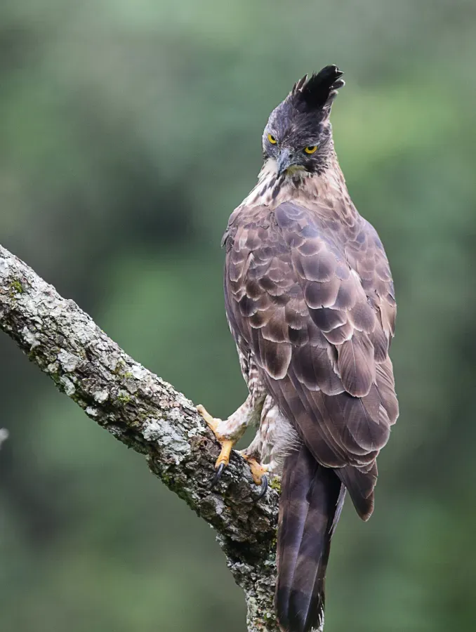 File:Elang Jawa (Nisaetus Bartelsi).jpg