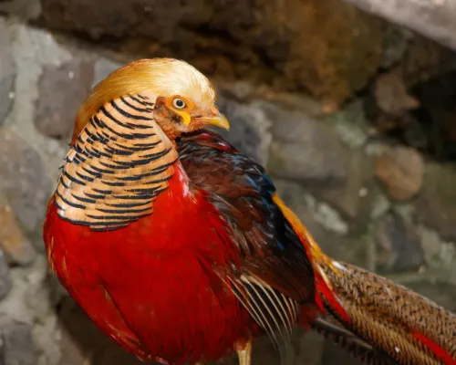 File:Chrysolophus pictus - Maroparque 01.jpg