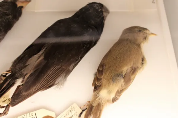 File:Ma - Camarhynchus parvulus and Certhidea olivacea.jpg
