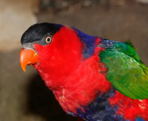 File:Lorius lory - Maroparque 01.jpg