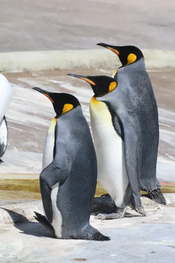 File:Three Aptenodytes patagonicus at Edinburgh Zoo 2.jpg