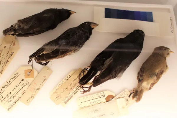 File:Ma - Geospiza magnirostris, Geospiza fortis, Camarhynchus parvulus and Certhidea olivacea.jpg