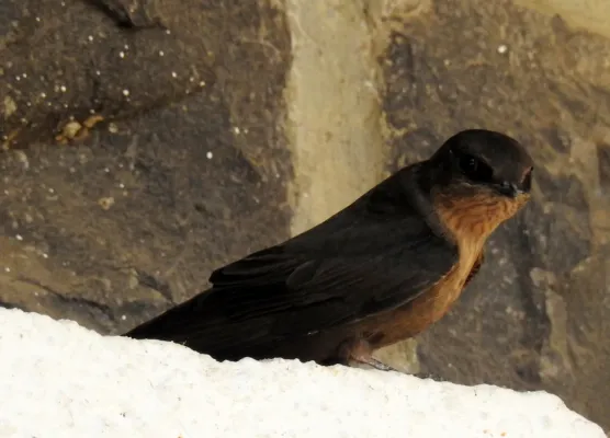 File:Dusky Crag Martin Ptyonoprogne concolor by Dr. Raju Kasambe DSCN1495 02.jpg