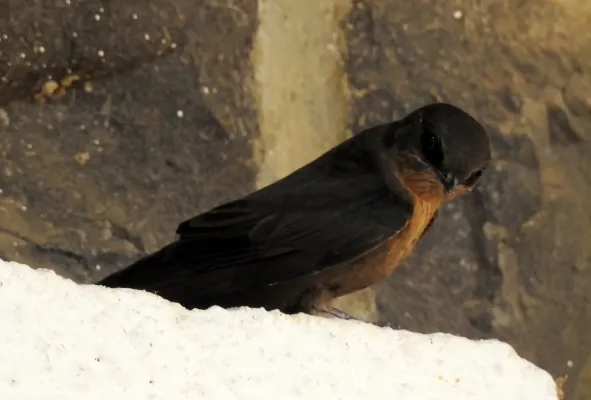 File:Dusky Crag Martin Ptyonoprogne concolor by Dr. Raju Kasambe DSCN1495 01.jpg