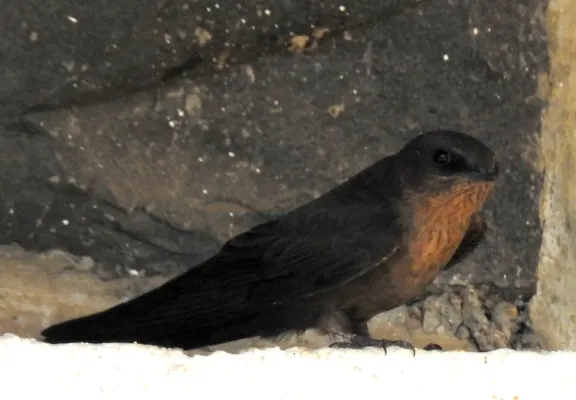 File:Dusky Crag Martin Ptyonoprogne concolor by Dr. Raju Kasambe DSCN1495 05.jpg