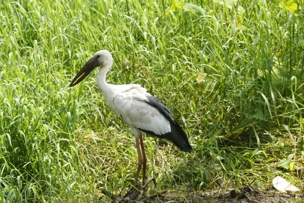 File:Anastomus oscitans8867.jpg