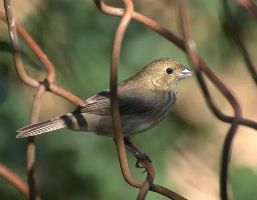 File:Volatinia jacarina female.jpg
