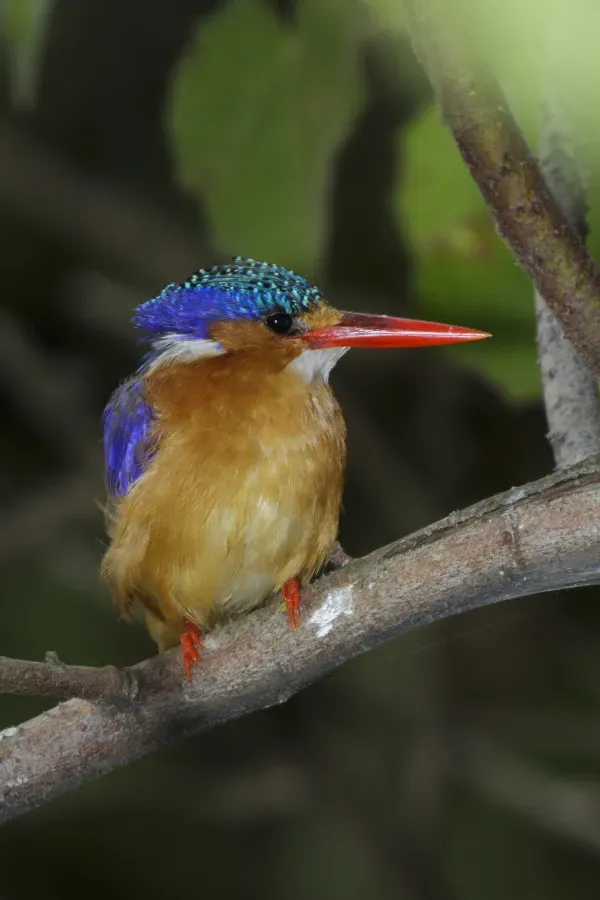 File:Malachite kingfisher (Corythornis cristatus) - Lake Bunyonyi 16.jpg