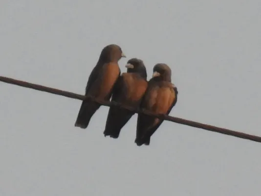 File:Ashy Woodswallow Artamus fuscus by Raju Kasambe DSCN9363 (20).jpg