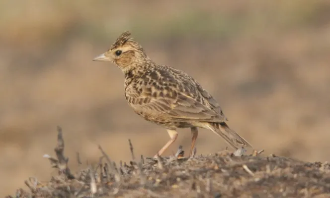 File:Syke's Lark Galerida deva by Vedant Kasambe 02.jpg