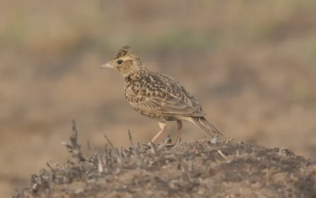 File:Syke's Lark Galerida deva by Vedant Kasambe 01.jpg
