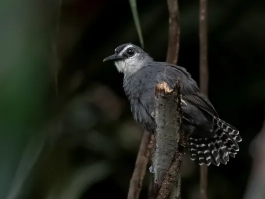 File:Oneillornis salvini - White-throated antbird (male); Careiro, Amazonas, Brazil.jpg