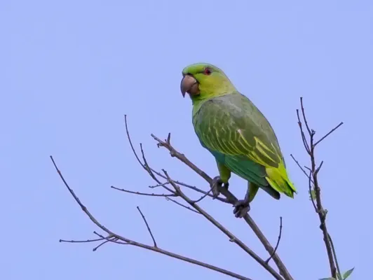 File:Graydidascalus brachyurus - Short-tailed parrot, Careiro da Várzea, Amazonas, Brazil.jpg