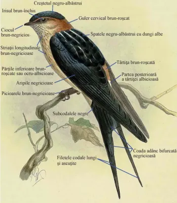 File:Cecropis daurica (rufula) Dresser - ro.jpg