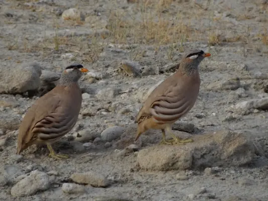 File:Ammoperdix griseogularis, Talagang tehsil PK.jpg