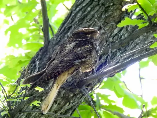 File:Antrostomus carolinensis, Centennial Olympic Park, Atlanta 1.jpg