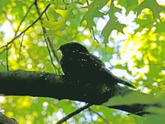 File:Antrostomus carolinensis, Centennial Olympic Park, Atlanta 4.jpg