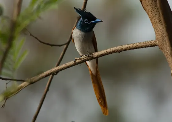 File:Indian Paradise Flycatcher Terpsiphone paradisi Female by Vedant Kasambe 02.jpg