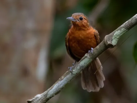File:Cercomacroides serva - Black antbird (female), Careiro, Amazonas, Brazil.jpg