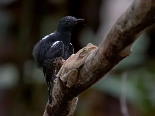 File:Cercomacroides serva - Black antbird (male), Careiro, Amazonas, Brazil.jpg