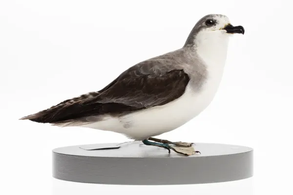 File:Pterodroma pycrofti (AM LB4281).jpg