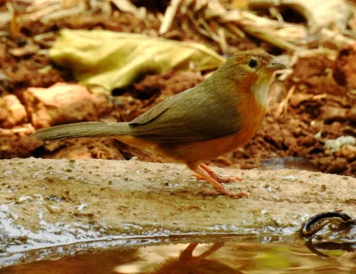 File:Tawny-bellied Babbler Dumetia hyperythra by Dr. Raju Kasambe DSCN1181 (8).jpg