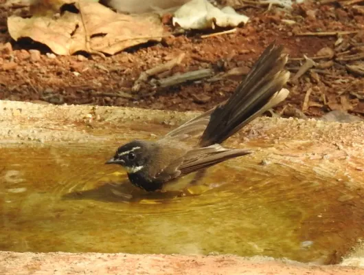 File:White-spotted Fantail Rhipidura albogularis by Dr. Raju Kasambe DSCN0442.jpg