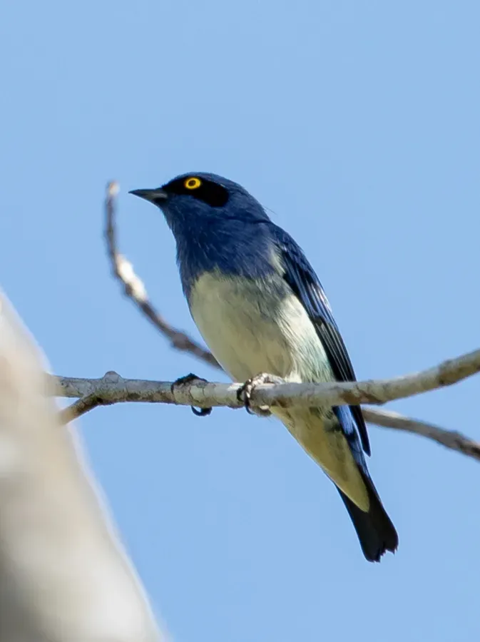 File:Dacnis albiventris - White-bellied dacnis, male; Beruri, Amazonas, Brazil.jpg