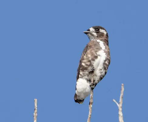 File:Iodopleura isabellae - White-bellied purpletuft (female); Beruri, Amazonas, Brazil.jpg