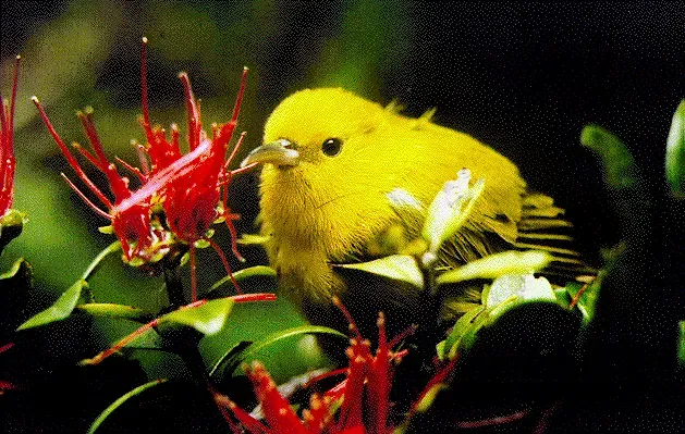 File:Magumma parva.jpg