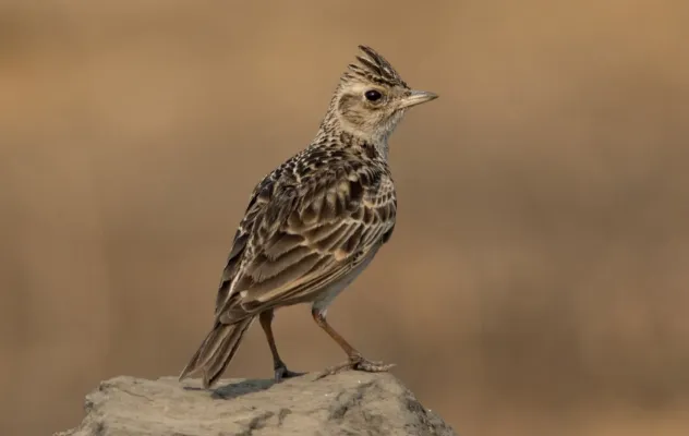 File:Oriental Skylark Alauda gulgula by Vedant Kasambe 03.jpg