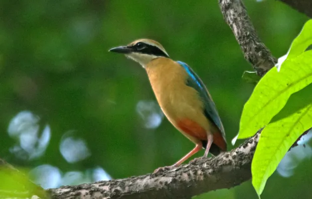 File:Indian Pitta Pitta brachyura by Vedant Kasambe 02.jpg