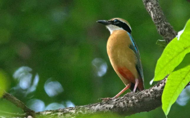 File:Indian Pitta Pitta brachyura by Vedant Kasambe 01.jpg