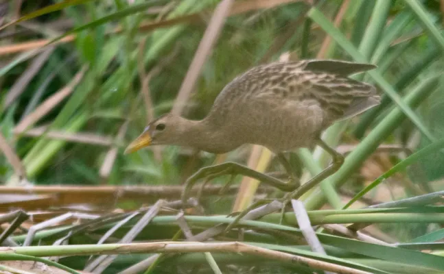 File:Watercock Gallicrex cinerea female by Vedant Kasambe.jpg