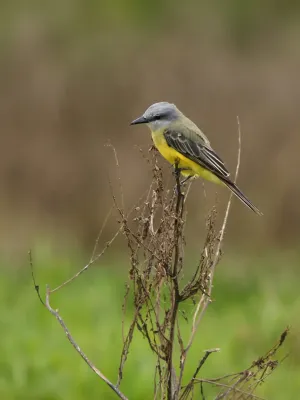 File:Myiozetetes granadensis.jpg